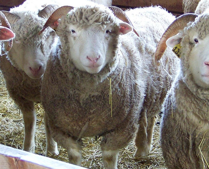 Dorset Horn Yarn
