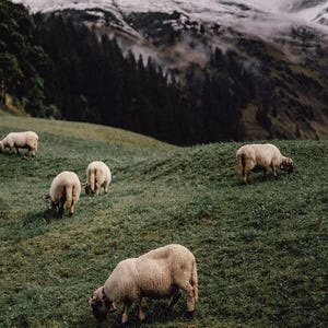 Scandinavian Mountain (Natural Stricken)