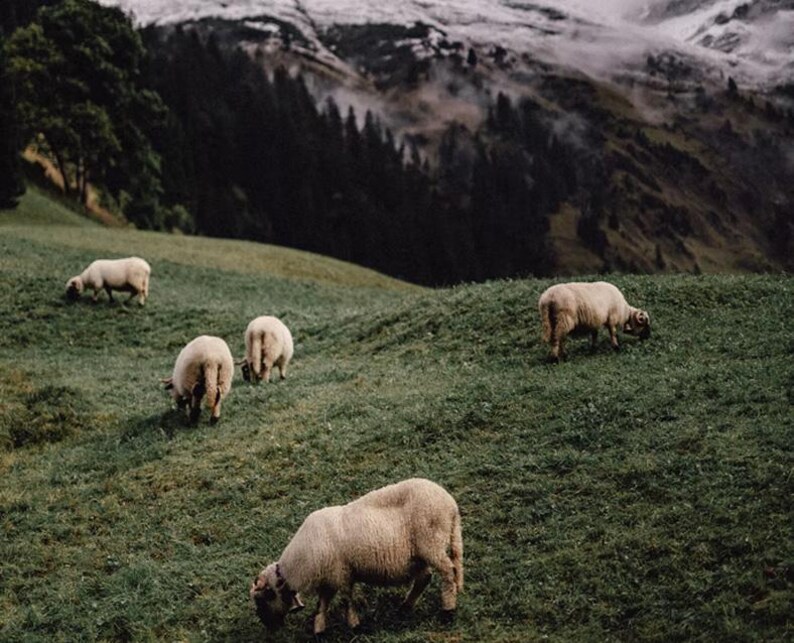 Scandinavian Mountain (Natural Stricken)