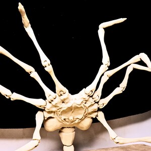 May include: A white skeletal model of an alien creature with multiple legs and a segmented body. The model is posed with its legs extended and its body facing upwards.