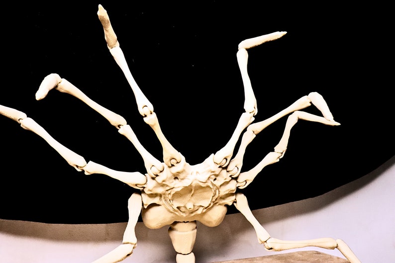 May include: A white skeletal model of an alien creature with multiple legs and a segmented body. The model is posed with its legs extended and its body facing upwards.
