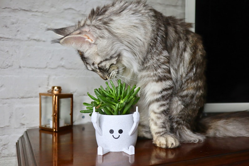 May include: A gray and white cat is sniffing a green succulent plant in a white ceramic planter with a smiley face and two raised hands. The planter is on a wooden surface.