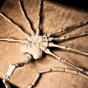 May include: A white articulated model of an alien creature with a segmented body and eight long legs. The model is posed on a brown surface.