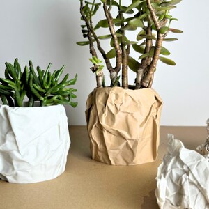 May include: Two plants in crumpled paper pots. The pot on the left is white and the pot on the right is brown.