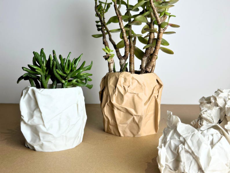 May include: Two plants in crumpled paper pots. The pot on the left is white and the pot on the right is brown.