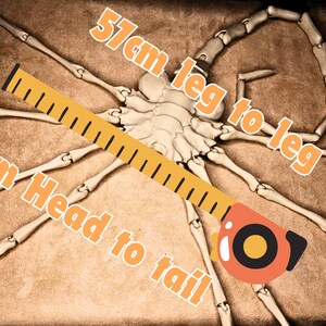 May include: A close-up of a white, skeletal model of a scorpion with a yellow measuring tape across it. The tape reads "16cm Head to tail" and "57cm leg to leg".