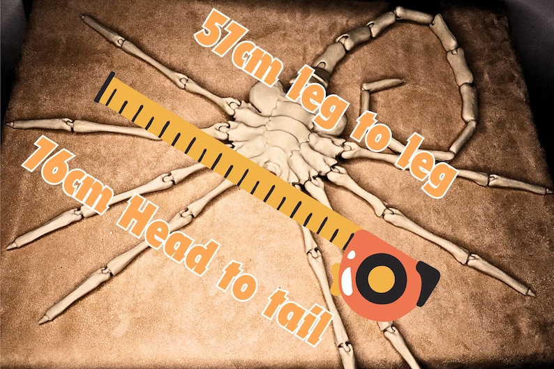 May include: A close-up of a white, skeletal model of a scorpion with a yellow measuring tape across it. The tape reads "16cm Head to tail" and "57cm leg to leg".