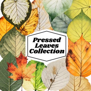 May include: A collection of pressed leaves in various colors, including green, yellow, orange, and white. The leaves are arranged in a collage with a white background. The text "Pressed Leaves Collection" is in a black and white hexagon.