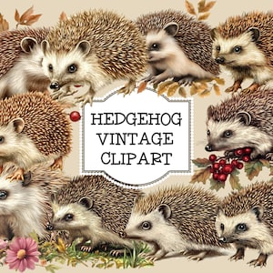 Clipart hérisson, hérisson graphiques vintage, hérisson PNG, Clipart Animal, Illustrations de hérisson, animaux vintage, artisanat Clip Art