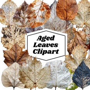 Åldrade löv Clipart, digital höstgrafik, gamla löv PNG, skräpjournalmaterial (kommersiellt bruk)