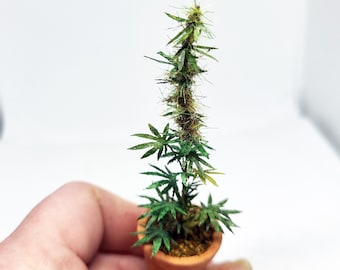 pianta di cannabis in miniatura di 12a scala