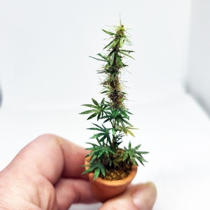 miniature 12th scale cannabis plant image 1