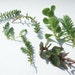 Fresh succulent cuttings, five types, vigorous hardy perennials