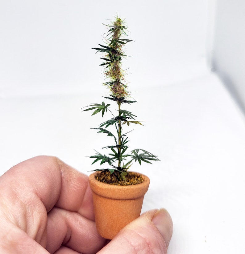 miniature 12th scale cannabis plant image 4