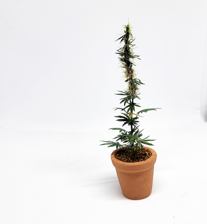 miniature 12th scale cannabis plant image 2