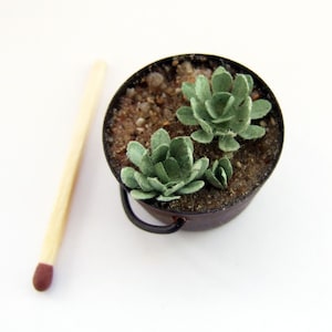 Rusty tub of miniature escheverias
