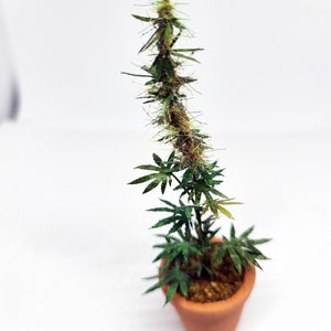 miniature 12th scale cannabis plant image 6