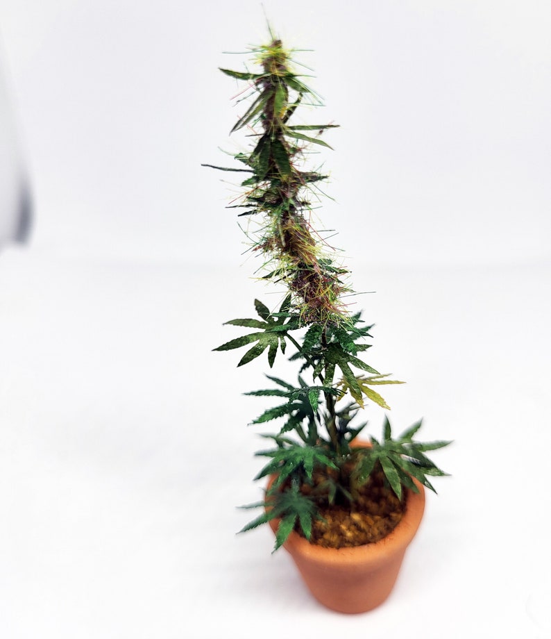 miniature 12th scale cannabis plant image 6