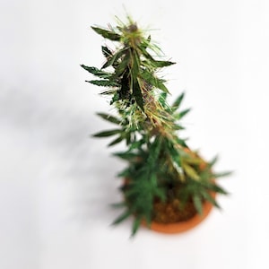 miniature 12th scale cannabis plant image 5