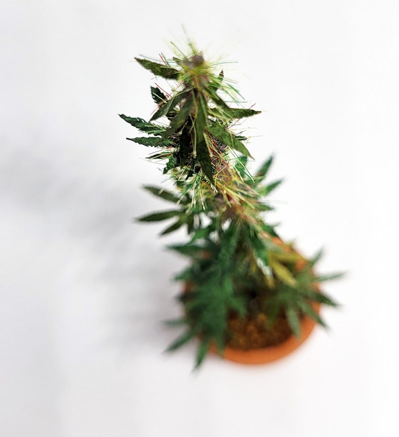 miniature 12th scale cannabis plant image 5