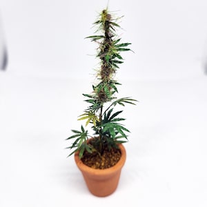 miniature 12th scale cannabis plant image 3