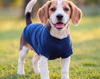 May include: A beagle puppy wearing a blue shirt, standing in a grassy field. The puppy is looking at the camera and has its tongue sticking out.
