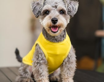 May include: A small, gray and white dog wearing a bright yellow tank top. The dog is sitting on a black surface and looking directly at the camera with a happy expression.