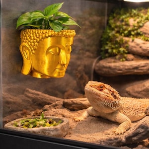 May include: A gold Buddha head planter with green plants inside, mounted in a reptile terrarium. A bearded dragon lizard rests on the sand below. A small stone bowl with food is also visible.