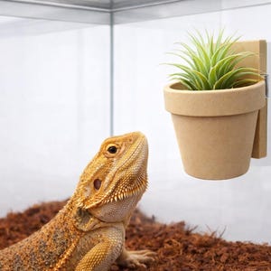 Pode incluir: Um vaso de plantas bege com folhas verdes é montado em um bloco de madeira. Um lagarto barbudo com escamas laranja e amarelas está em primeiro plano, olhando para a planta. A cena se passa dentro de um recipiente de vidro.
