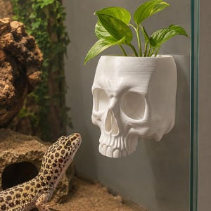 May include: A white, 3D-printed skull-shaped planter attached to a glass surface, containing a small green plant with broad leaves. A leopard gecko with yellow and black spots is positioned on a rock, looking toward the skull planter.