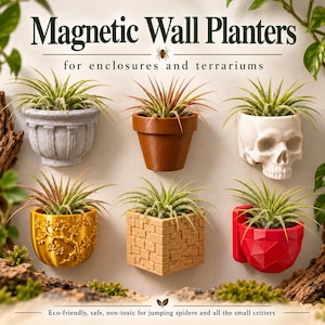 May include: Six magnetic wall planters for enclosures and terrariums, each holding a small air plant. Designs include a gray urn, brown pot, white skull, gold floral pot, tan brick-patterned cube, and a red geometric faceted planter.