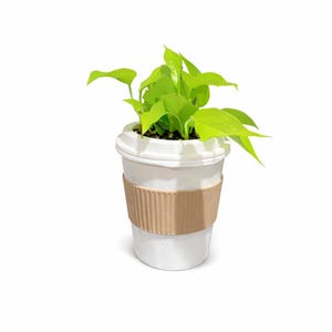 May include: A small, potted plant with bright green leaves in a white coffee cup-shaped container. The cup has a brown corrugated paper sleeve. The plant is set against a white background.