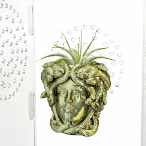 May include: A metallic gold-colored Medusa head planter with a green air plant. The planter has detailed snake-like hair and facial features. The planter is inside a clear acrylic box with decorative bubbles.