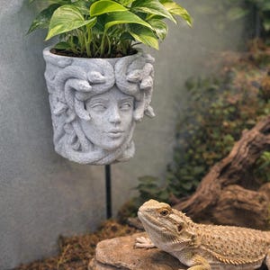 May include: A gray, Medusa-themed planter with green leafy plants. The planter is mounted on a wall. A bearded dragon lizard rests on a rock in a terrarium, with a naturalistic background.
