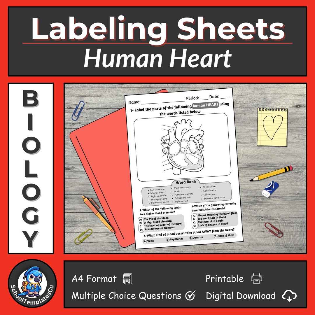 Circulatory System Labeling Worksheet: Human Heart Biology Assignment ...