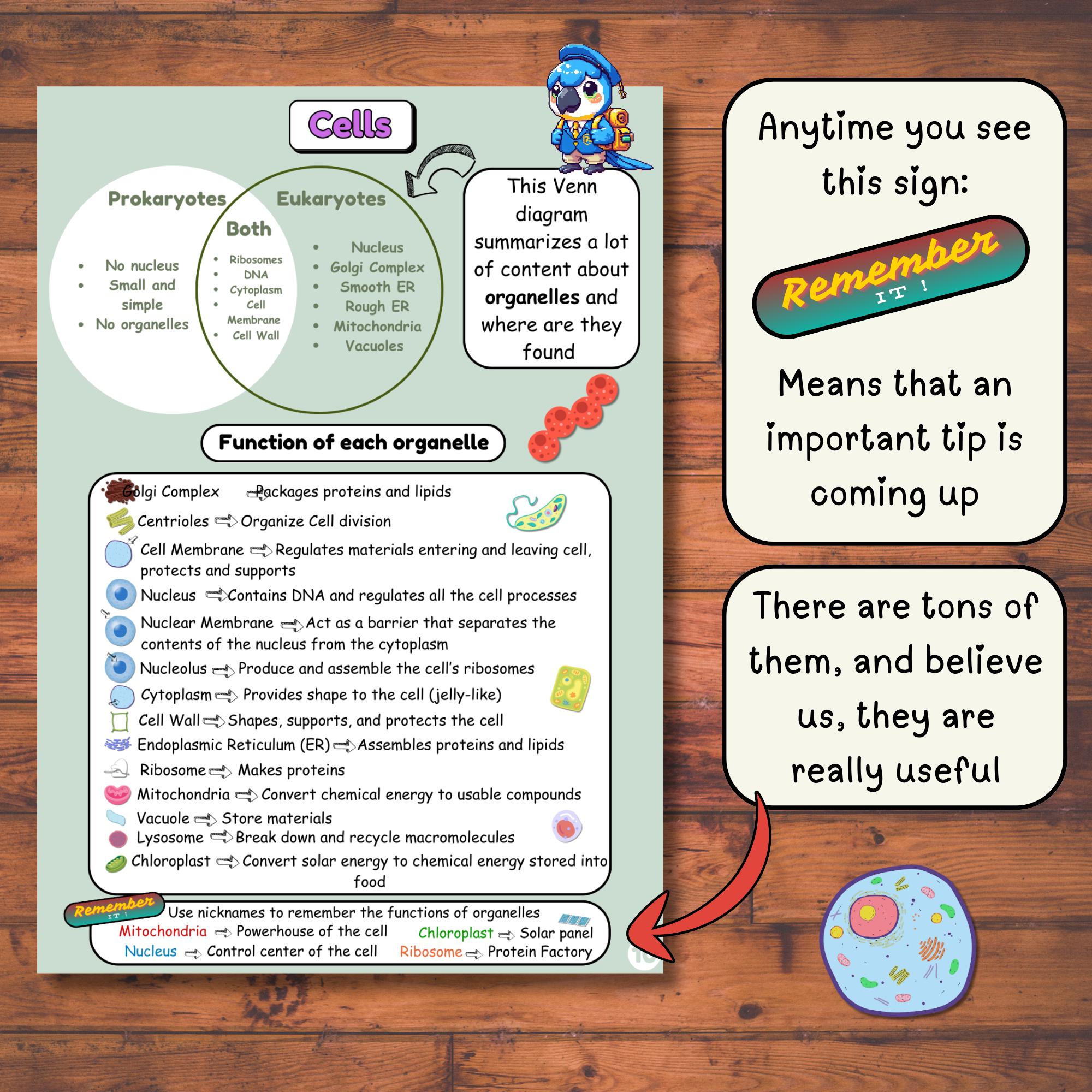 Biology Study Notes: Printable A4 Science Guide (digital Download) - Etsy