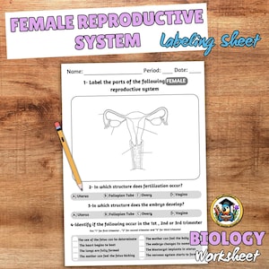 May include: A biology worksheet labeled "Female Reproductive System Labeling Sheet." The worksheet includes diagrams and questions about the female reproductive system. A pencil rests on the page. The worksheet is on a wooden surface.