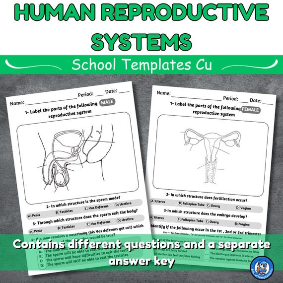 Reproductive System Labeling Sheet 624x486
