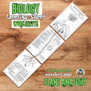 May include: Three interconnected worksheets about plant anatomy. The worksheets are labeled "Plant Structures Worksheet #1, #2, and #3". The worksheets include diagrams of plant structures and the text "BIOLOGY Labeling Sheet WORKSHEETS".