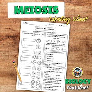 May include: A biology worksheet labeled "Meiosis Worksheet" with diagrams and questions about cell division. The worksheet includes fill-in-the-blank sections and true/false questions. A pencil rests on the wooden surface.