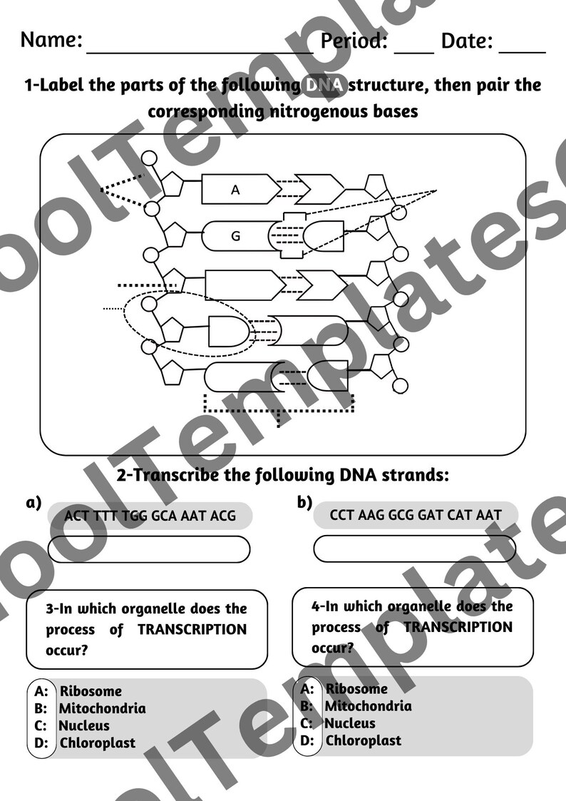 Digital DNA Labeling Sheet - A4 Printable Biology Worksheet - Multiple ...