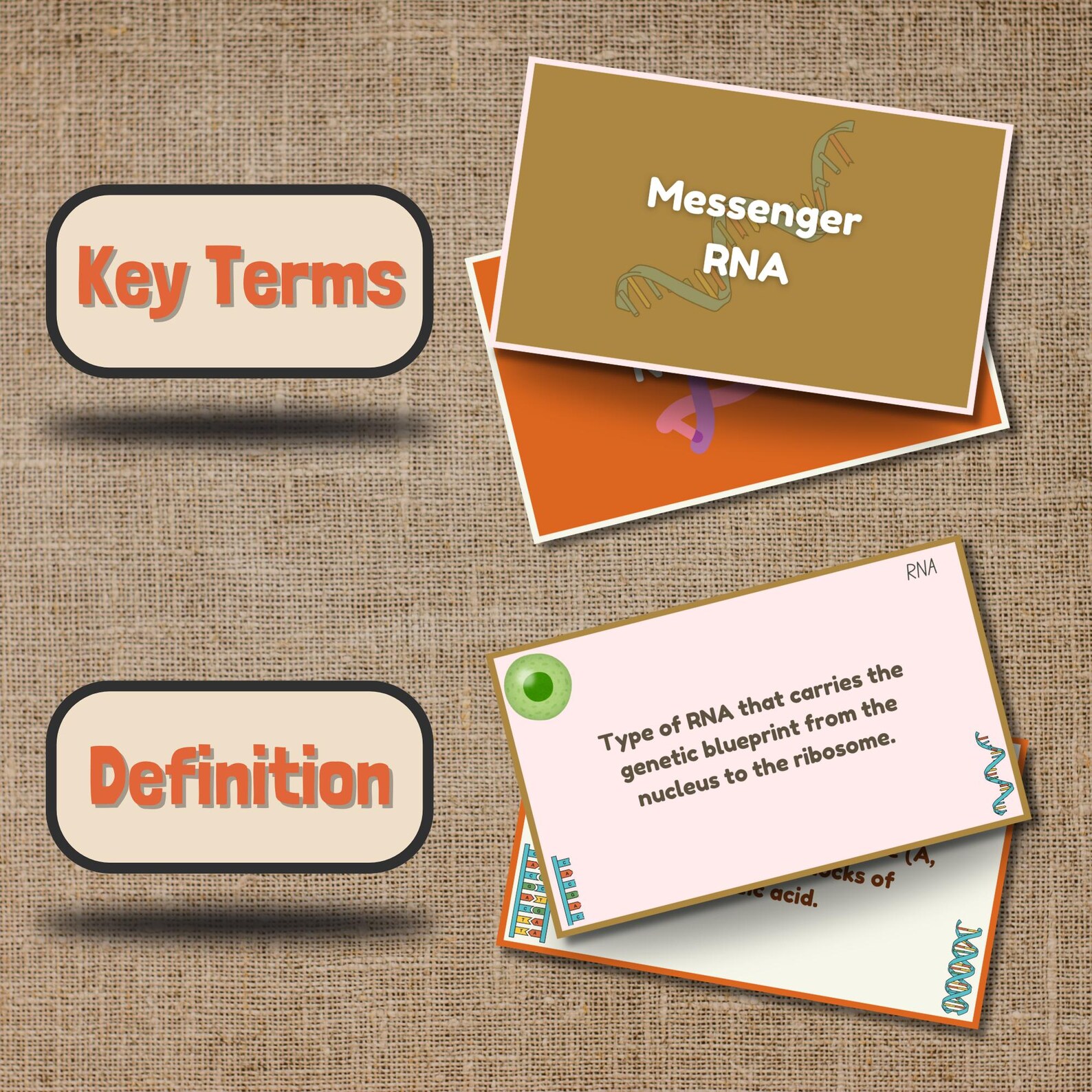 Digital Biology Flashcards - Printable Multiple Topics Science Index ...