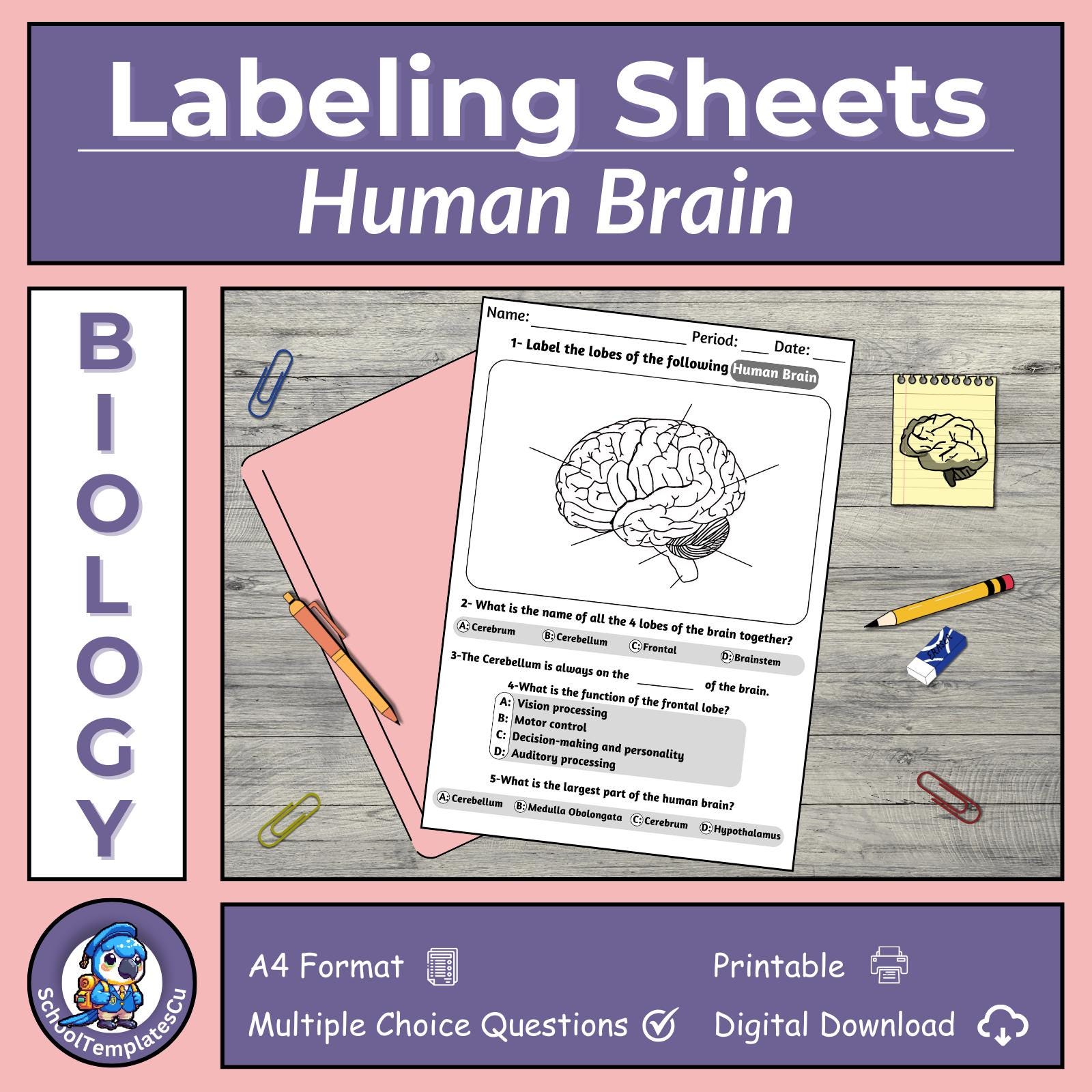 String Brain A4 Human Brain Labeling Worksheet: Printable Biology Assignment (A4 ...