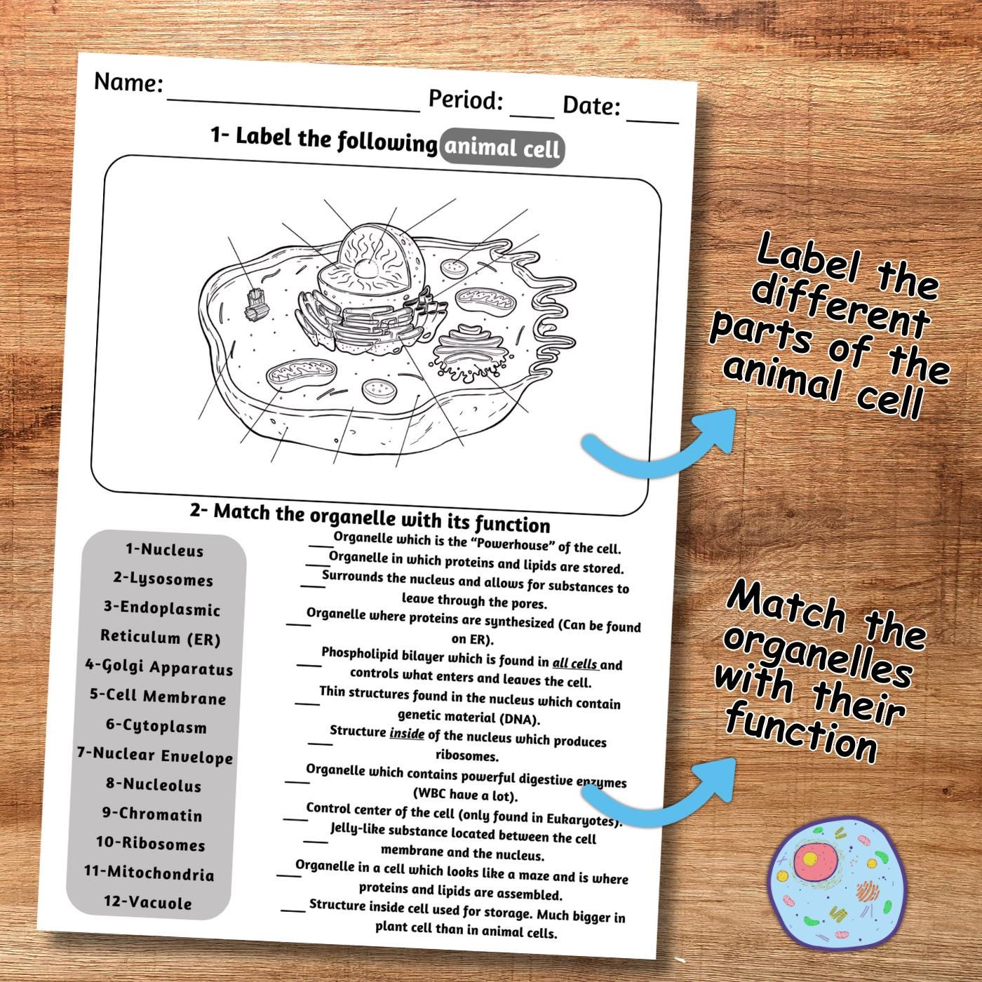 Digital Animal Cell Labeling Sheet | Identify the Organelles and Match ...