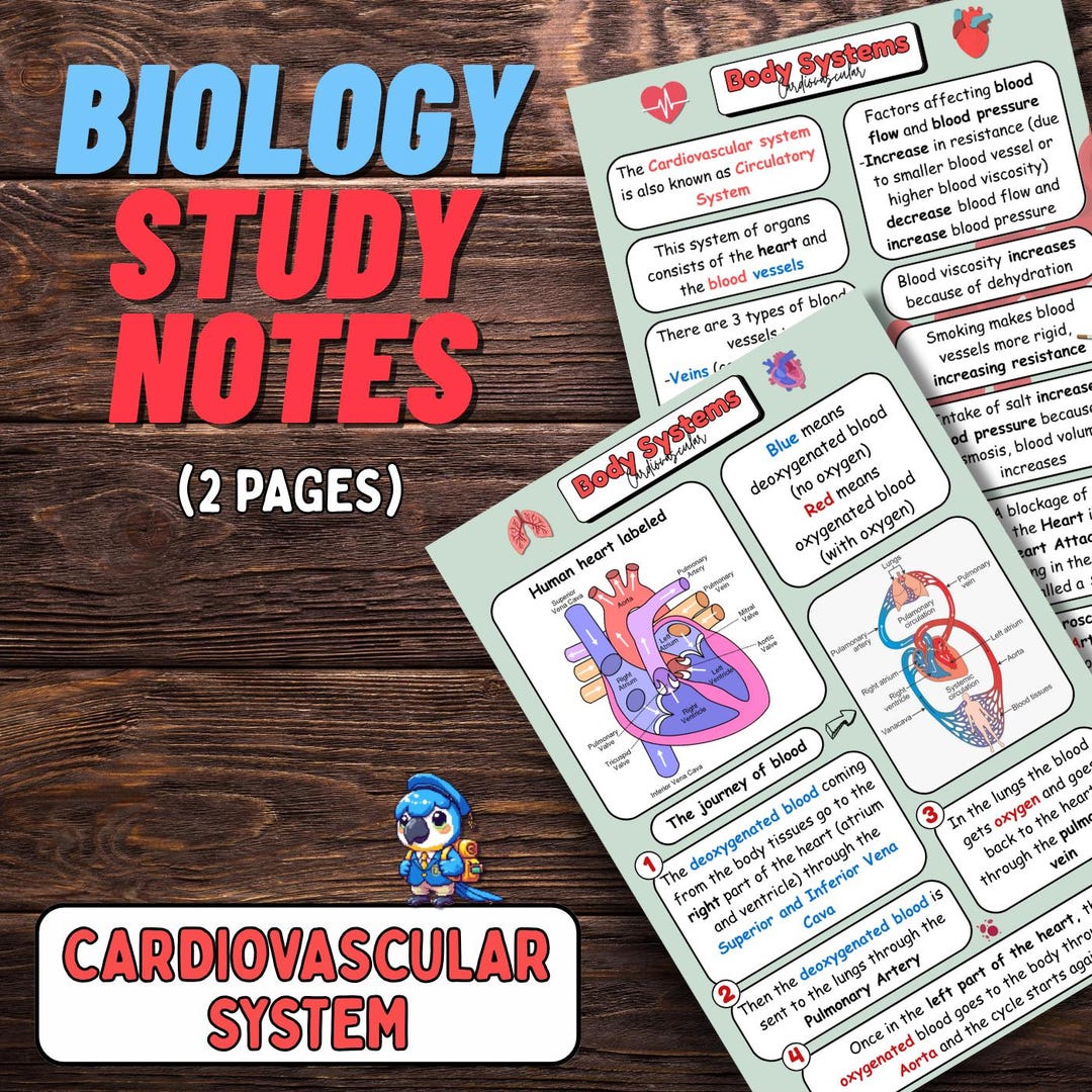 Cardiovascular System Biology Notes: Printable Study Guide (PDF ...