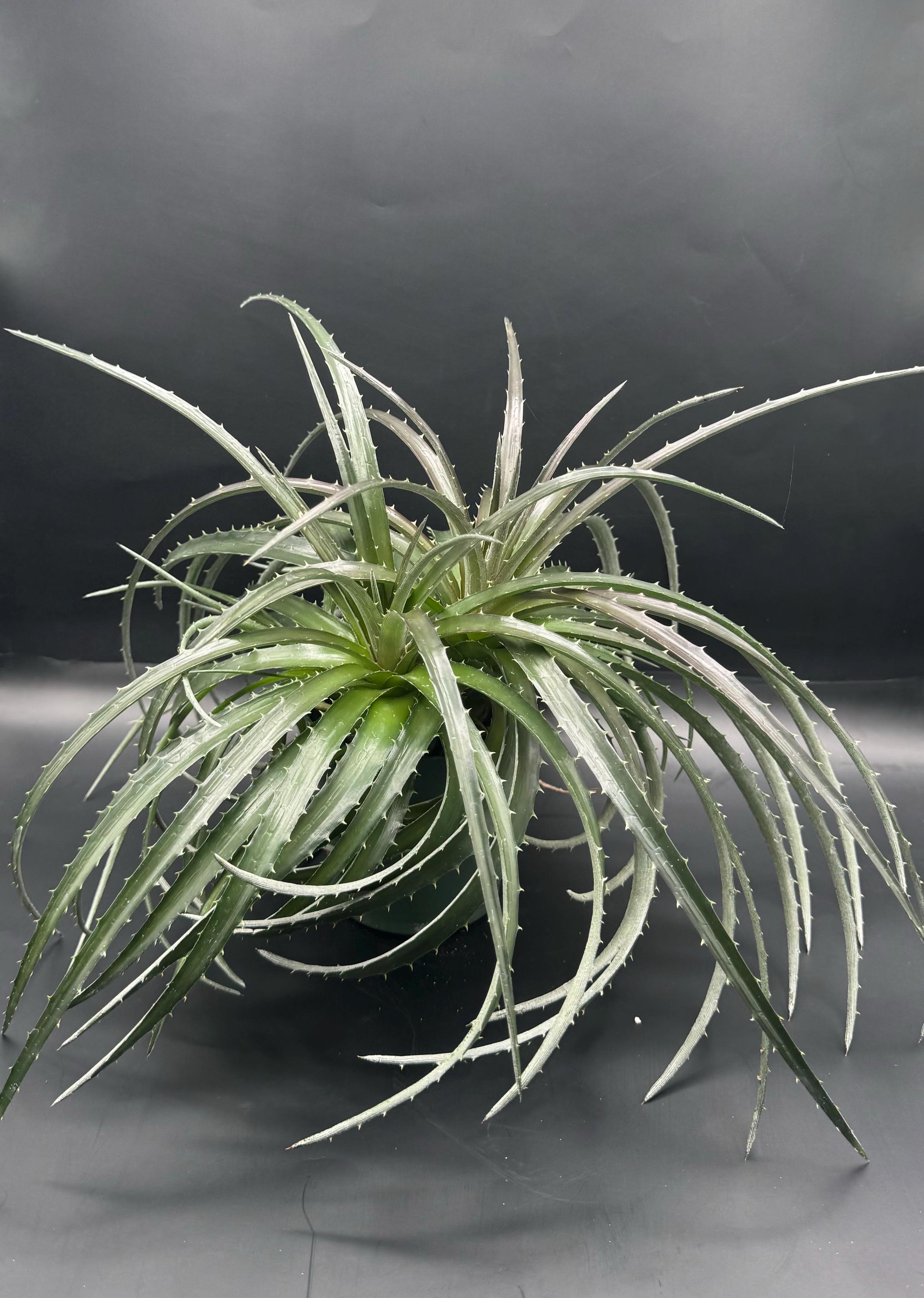 Dyckia Plant - Etsy Canada