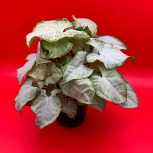 Syngonium White Butterfly | 4 Inch Pot | House Plant | Live Plant | Decoration