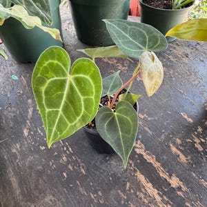 Anthurium Clarinervium | 4 Inch Pot| Live Plant | Rare Plant