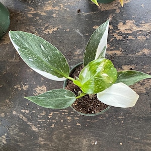 Philodendron White Wizard | 4 Inch Pot | House Plant | Live Plant