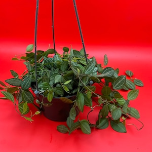 Dischidia Ovata Watermelon | 5 Inch Hanging Pot | House Plant | Live Plant | Decoration